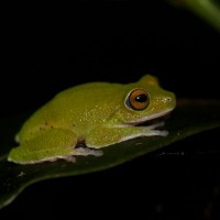 Pseudophilautus mooreorum Megaskumbura & Manamendra-Arachcchi, 2005